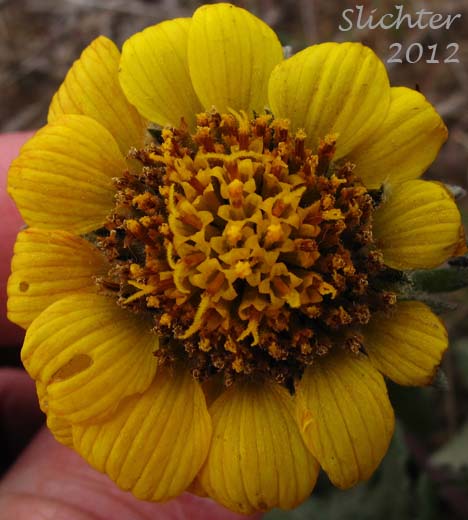 Close-up of a flower head of Rosy Balsamroot: Balsamorhiza rosea