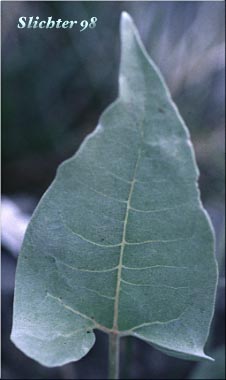 Basal leaf of Arrowleaf Balsamroot, Arrow-leaf Baslamroot: Balsamorhiza sagittata