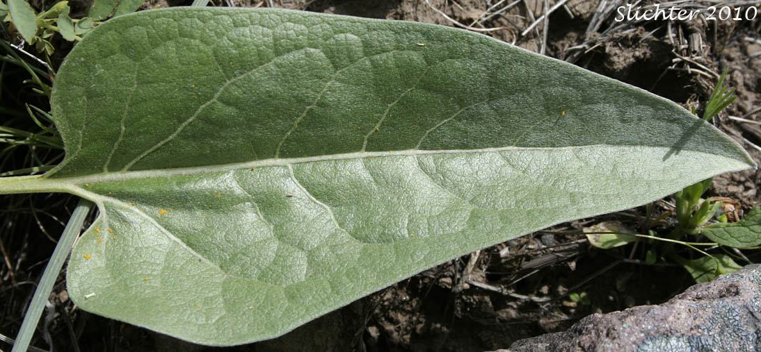 Dorsal leaf surface of Arrowleaf Balsamroot, Arrow-leaf Baslamroot: Balsamorhiza sagittata