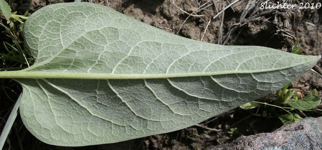Ventral leaf surface of Arrowleaf Balsamroot, Arrow-leaf Baslamroot: Balsamorhiza sagittata