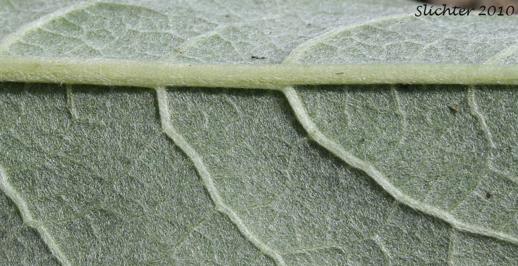 Close-up of the verntral leaf surface of Arrowleaf Balsamroot, Arrow-leaf Baslamroot: Balsamorhiza sagittata