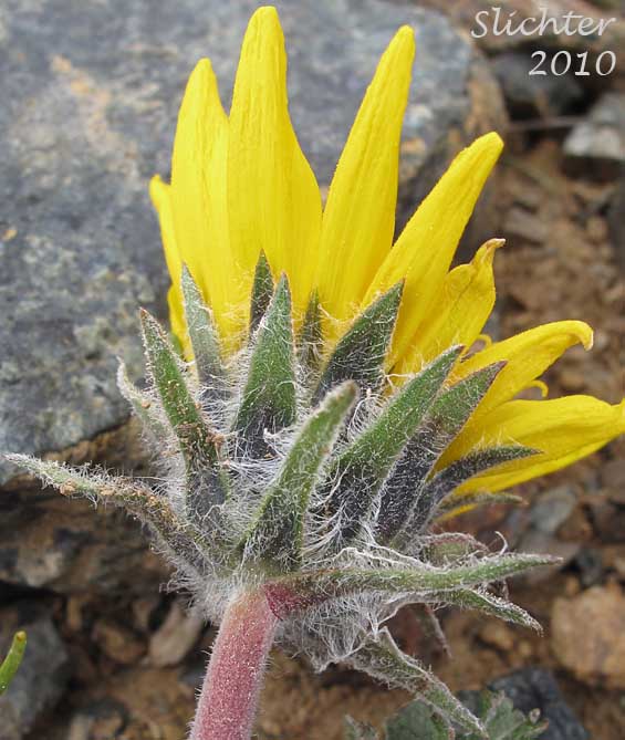 Involucral bracts of Serrate Balsamroot, Toothed Balsamroot: Balsamorhiza serrata