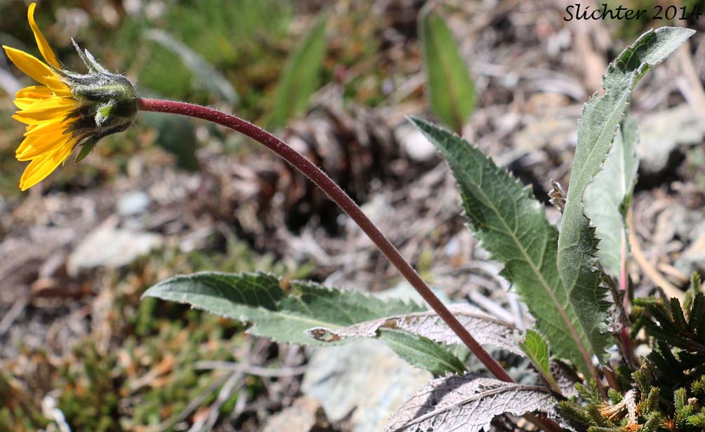 Serrate Balsamroot, Toothed Balsamroot: Balsamorhiza serrata