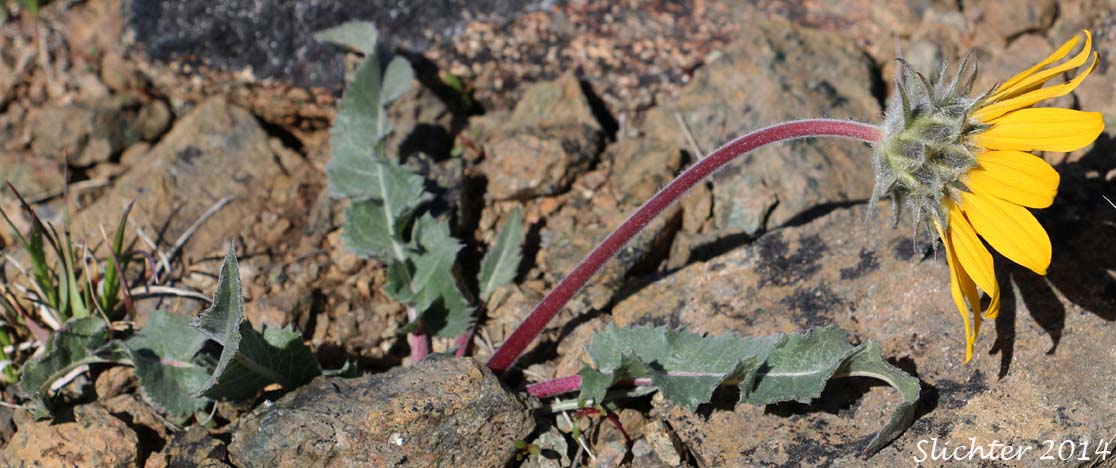 Serrate Balsamroot, Toothed Balsamroot: Balsamorhiza serrata
