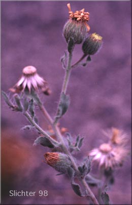 Hairy Goldaster, Hairy Goldenaster: Heterotheca villosa var. villosa (Synonym: Chrysopsis villosa var. villosa)