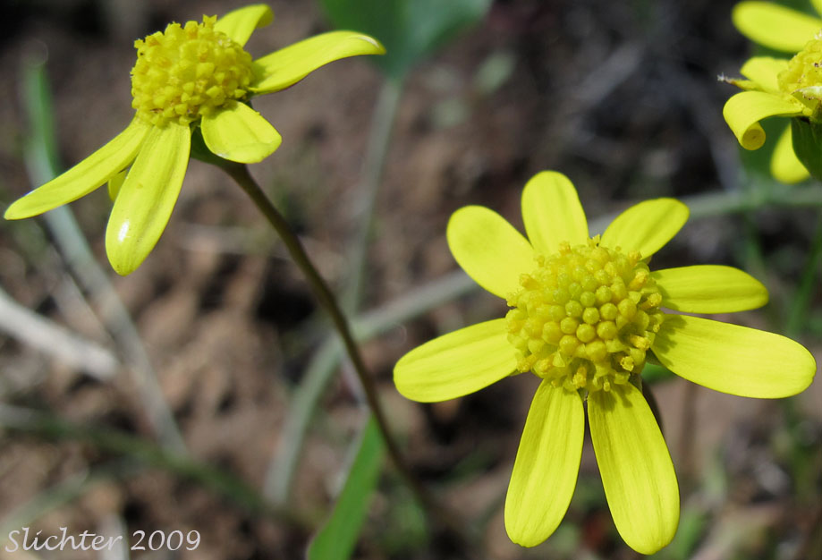 Flower heads of Common Spring-gold, Gold Star, Gold Stars, Spring Gold: Crocidium multicaule
