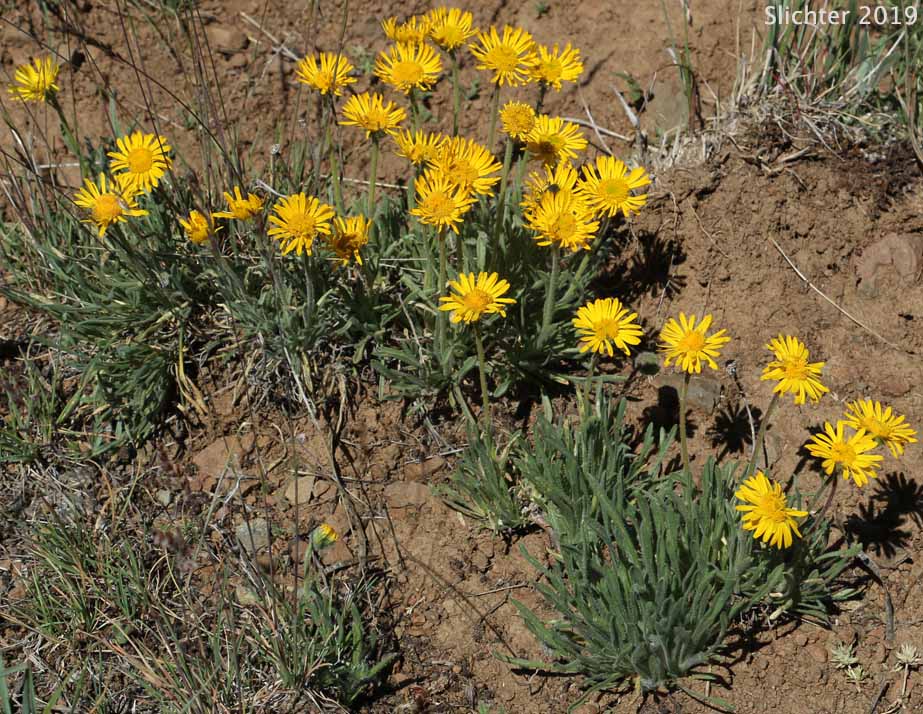 Dwarf Yellow Fleabane, Golden Daisy, Golden Fleabane: Erigeron chrysopsidis var. chrysopsidis (Synonym: Erigeron chrysopsidis ssp. chrysopsidis)