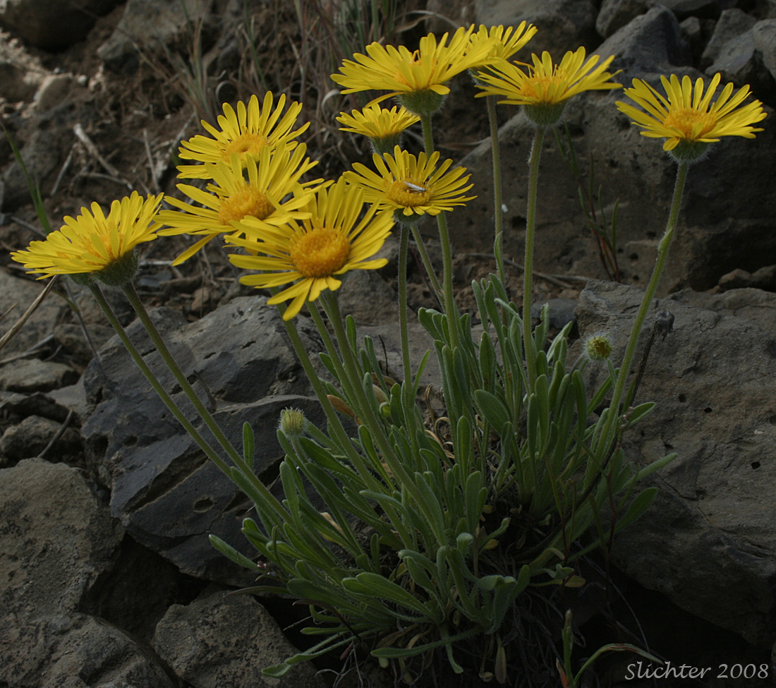 Dwarf Yellow Fleabane, Golden Daisy, Golden Fleabane: Erigeron chrysopsidis var. chrysopsidis (Synonym: Erigeron chrysopsidis ssp. chrysopsidis)