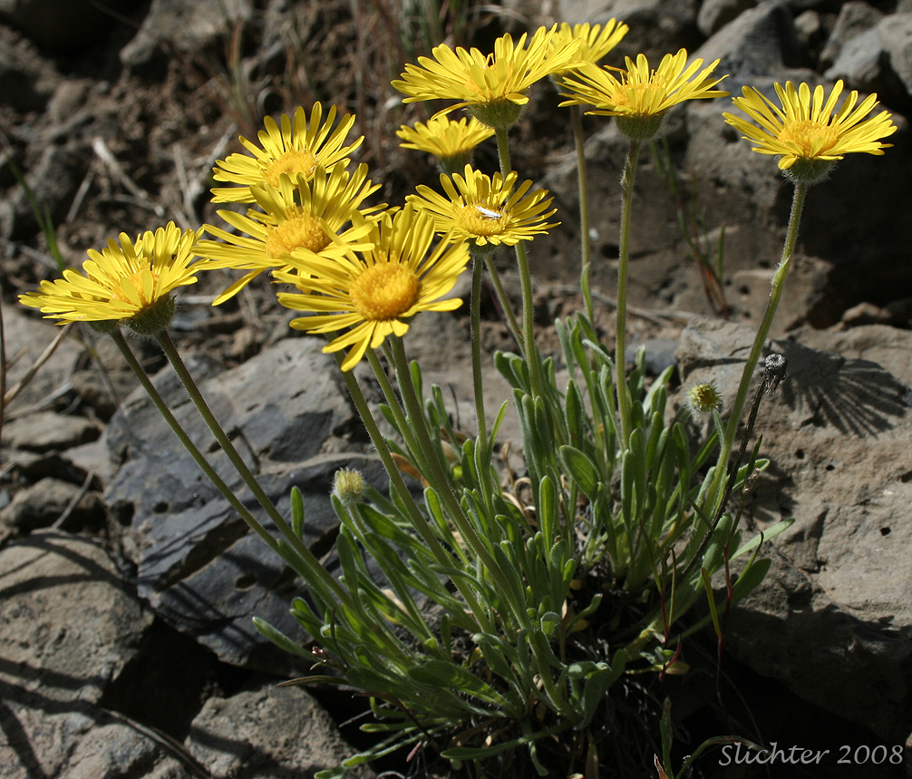 Golden Fleabane: Erigeron chrysopsidis var. chrysopsidis
