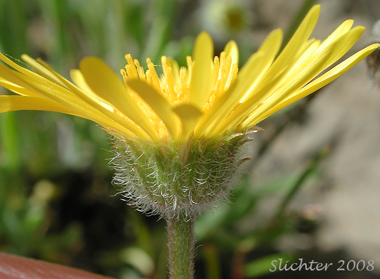 Involucre of Dwarf Yellow Fleabane, Golden Daisy, Golden Fleabane: Erigeron chrysopsidis var. chrysopsidis (Synonym: Erigeron chrysopsidis ssp. chrysopsidis)