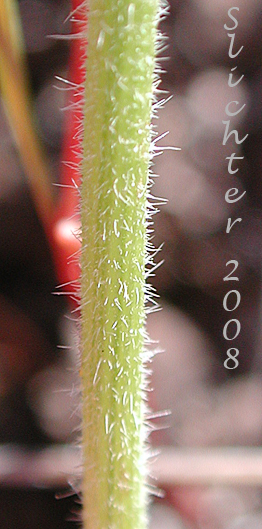 Spreading hairs on a stem of Dwarf Yellow Fleabane, Golden Daisy, Golden Fleabane: Erigeron chrysopsidis var. chrysopsidis (Synonym: Erigeron chrysopsidis ssp. chrysopsidis)