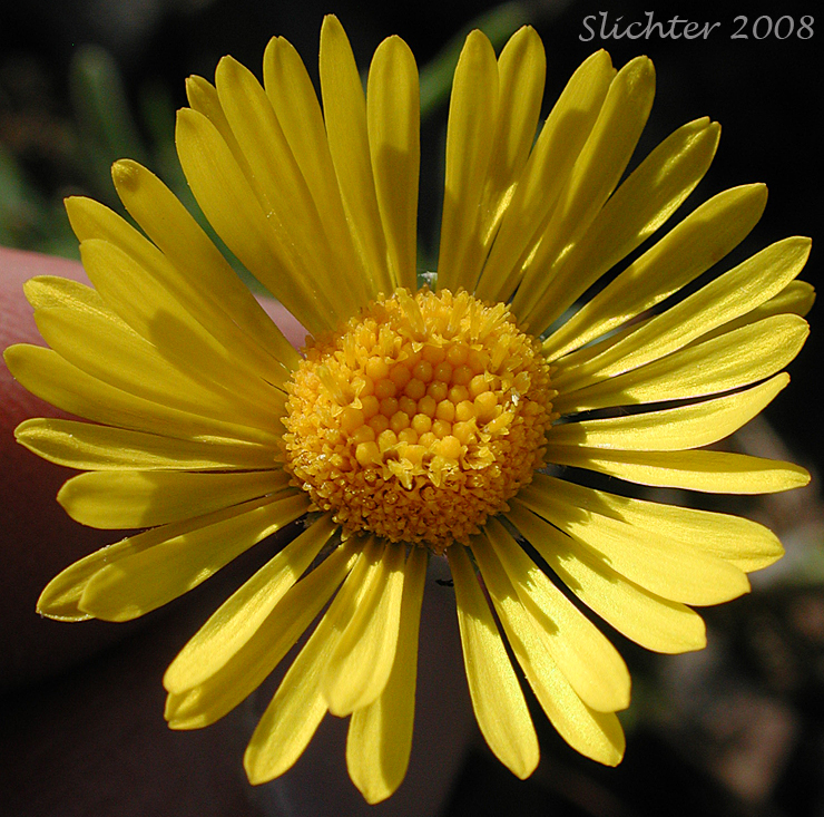 Flower head of Dwarf Yellow Fleabane, Golden Daisy, Golden Fleabane: Erigeron chrysopsidis var. chrysopsidis (Synonym: Erigeron chrysopsidis ssp. chrysopsidis)