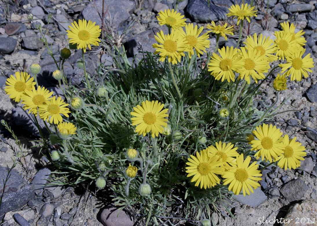 Dwarf Yellow Fleabane, Golden Daisy, Golden Fleabane: Erigeron chrysopsidis var. chrysopsidis (Synonym: Erigeron chrysopsidis ssp. chrysopsidis)
