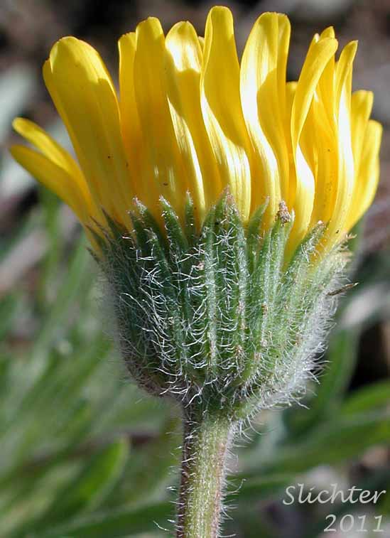 Close-up sideview of the flower head of Dwarf Yellow Fleabane, Golden Daisy, Golden Fleabane: Erigeron chrysopsidis var. chrysopsidis (Synonym: Erigeron chrysopsidis ssp. chrysopsidis)