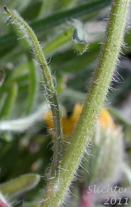 Stem leaf and spreading stem hairs of Dwarf Yellow Fleabane, Golden Daisy, Golden Fleabane: Erigeron chrysopsidis var. chrysopsidis (Synonym: Erigeron chrysopsidis ssp. chrysopsidis)