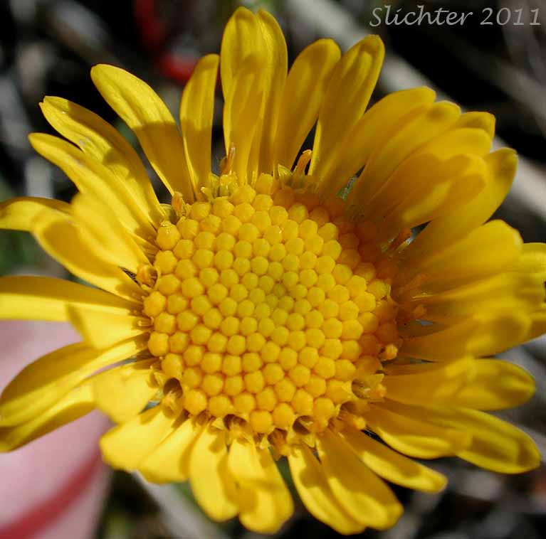 Close-up view of the flower head of Dwarf Yellow Fleabane, Golden Daisy, Golden Fleabane: Erigeron chrysopsidis var. chrysopsidis (Synonym: Erigeron chrysopsidis ssp. chrysopsidis)