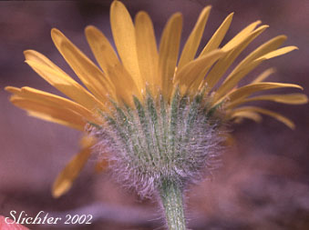 Involucral bracts of Dwarf Yellow Fleabane, Golden Daisy, Golden Fleabane: Erigeron chrysopsidis var. chrysopsidis (Synonym: Erigeron chrysopsidis ssp. chrysopsidis)
