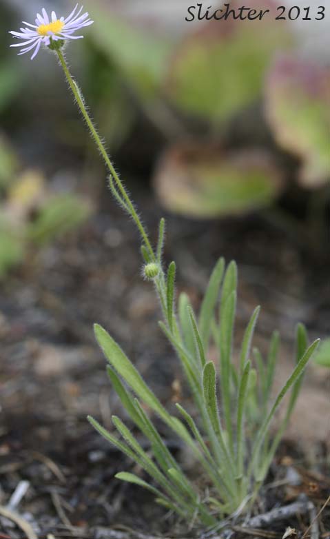 Basal leaves of Foothill Daisy, Longleaf Fleabane: Erigeron corymbosus