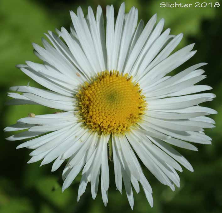 Coulter's Fleabane, Coulter's Daisy: Erigeron coulteri