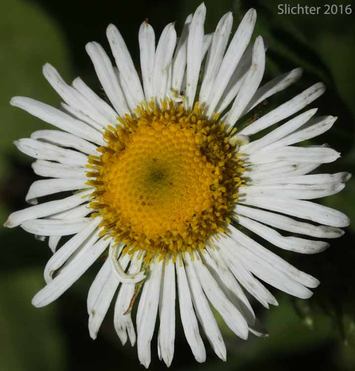 Flower head of Coulter's Fleabane, Coulter's Daisy: Erigeron coulteri