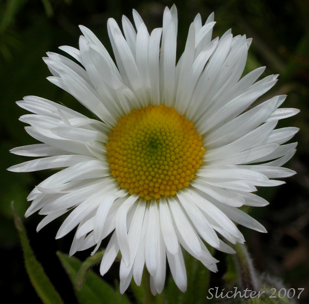 Close-up of the inflorescence of Coulter's Fleabane, Coulter's Daisy: Erigeron coulteri