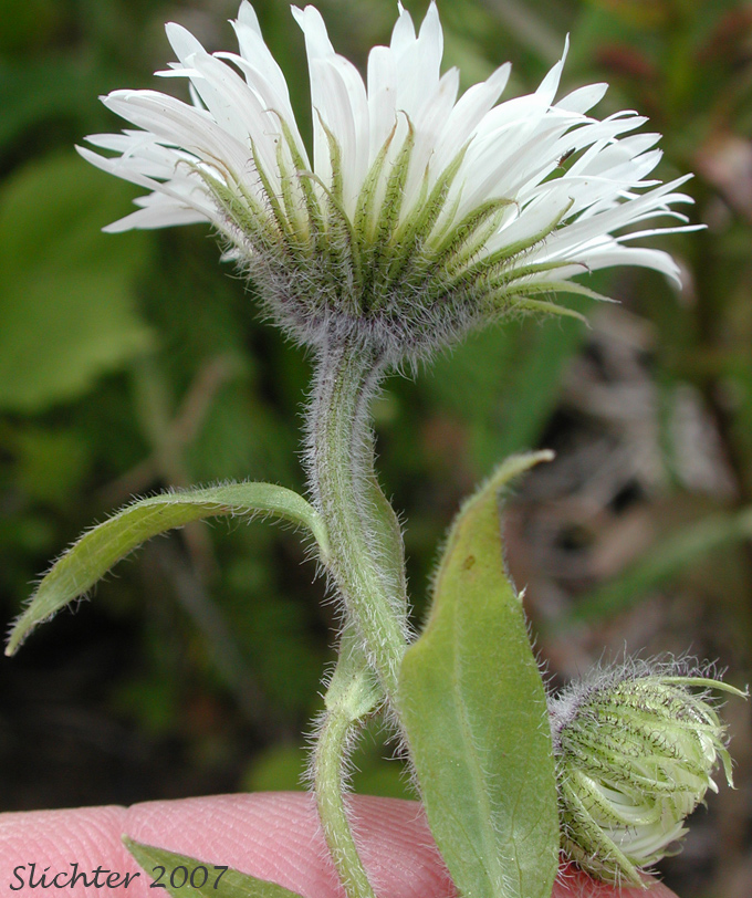 Close-up of the involucral bracts of Coulter's Fleabane, Coulter's Daisy: Erigeron coulteri