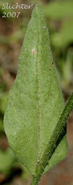 Mid-stem leaf of Coulter's Fleabane, Coulter's Daisy: Erigeron coulteri