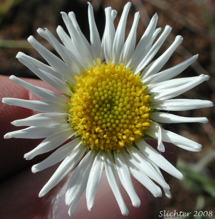 Flower head of Snake River Daisy, White Cushion Fleabane: Erigeron disparipilus