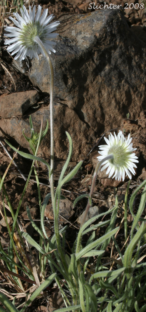 Snake River Daisy, White Cushion Fleabane: Erigeron disparipilus