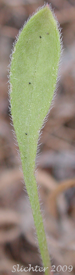 Leaf of Diffuse Daisy, Spreading Fleabane: Erigeron divergens var. divergens