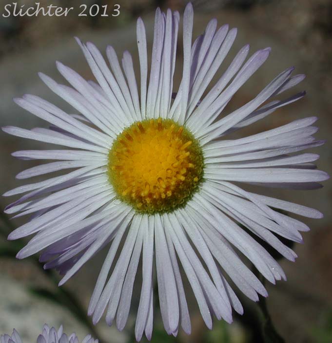 Flower head of Diffuse Daisy, Spreading Fleabane: Erigeron divergens (Synonyms: Erigeron divergens var. divergens, Erigeron divergens var. typicus)