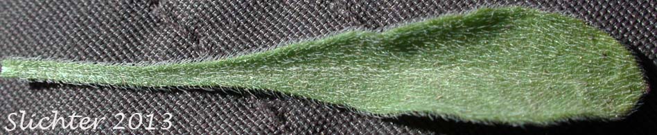 Basal leaf of Diffuse Daisy, Spreading Fleabane: Erigeron divergens (Synonyms: Erigeron divergens var. divergens, Erigeron divergens var. typicus)