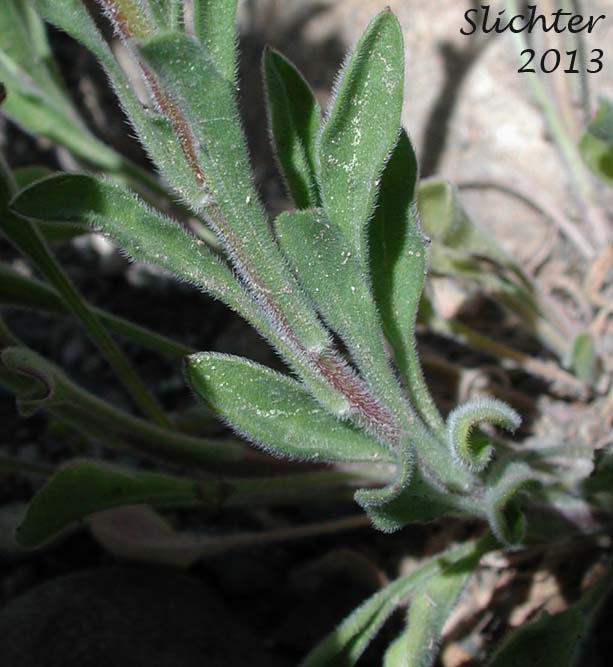 Lower stem leaves of Diffuse Daisy, Spreading Fleabane: Erigeron divergens (Synonyms: Erigeron divergens var. divergens, Erigeron divergens var. typicus)
