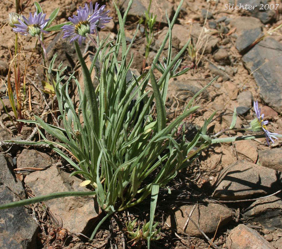 Eaton's Lavender Daisy: Erigeron eatonii var. lavendulus