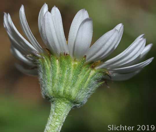 Plantain-leaved Daisy: Erigeron eatonii var. plantagineus (Synonyms: Erigeron decumbens ssp. robustior, Erigeron decumbens var. robustior)