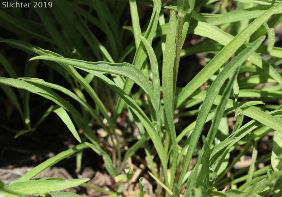 Plantain-leaved Daisy: Erigeron eatonii var. plantagineus (Synonyms: Erigeron decumbens ssp. robustior, Erigeron decumbens var. robustior)