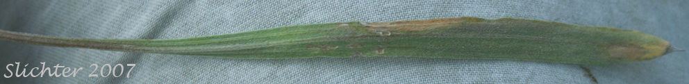 Basal leaf of Eaton's Fleabane, Eaton's Shaggy Daisy, Eaton's Shaggy Fleabane: Erigeron eatonii var. villosus