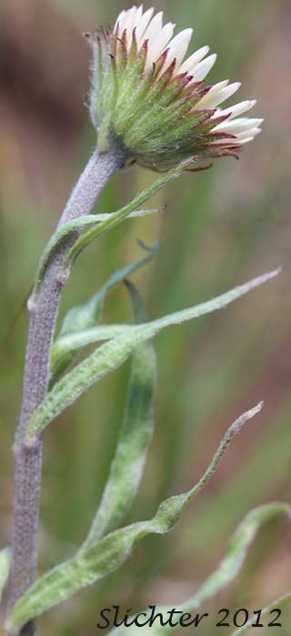 Involucral bracts and leafy stem of Eaton's Fleabane, Eaton's Shaggy Daisy, Eaton's Shaggy Fleabane: Erigeron eatonii var. villosus