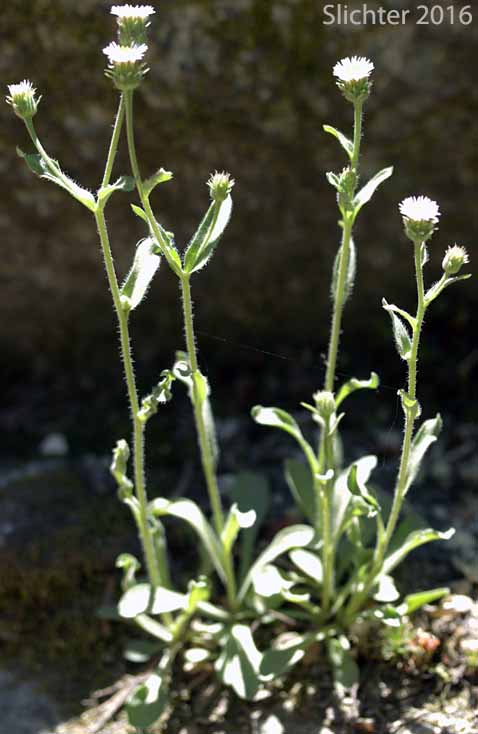 Low Meadow Daisy, Short-rayed Daisy, Spear-leaved Daisy: Erigeron lonchophyllus (Synonyms: Erigeron acris ssp. racemosus, Trimorpha lonchophylla)