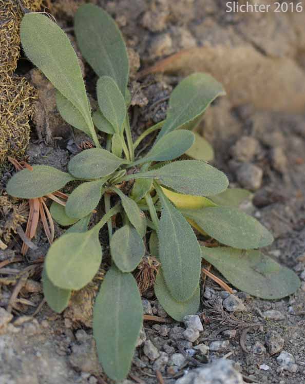 Basal leaves of Low Meadow Daisy, Short-rayed Daisy, Spear-leaved Daisy: Erigeron lonchophyllus (Synonyms: Erigeron acris ssp. racemosus, Trimorpha lonchophylla)