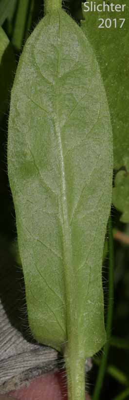 Lower surface of a stem leaf of Philadelphia Fleabane, Philadelphia Daisy: Erigeron philadelphicus (Synonym: Erigeron philadelphicus var. philadelphicus)