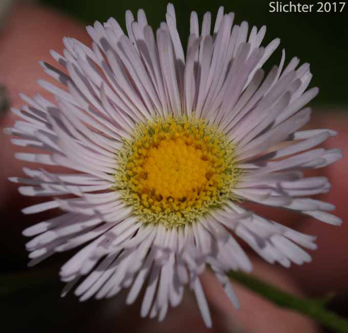 Flower head of Philadelphia Fleabane, Philadelphia Daisy: Erigeron philadelphicus (Synonym: Erigeron philadelphicus var. philadelphicus)