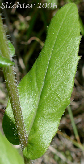 Stem leaf of Philadelphia Fleabane, Philadelphia Daisy: Erigeron philadelphicus (Synonym: Erigeron philadelphicus var. philadelphicus)
