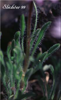 Leaves of Cushion Fleabane, Hairy-seeded Daisy, Kittitas Fleabane, Purple Cushion Fleabane: Erigeron poliospermus var. poliospermus