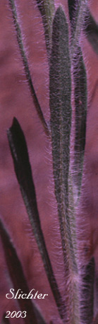Stem leaf of Shaggy Fleabane: Erigeron pumilus var. intermedius (Synonyms: Erigeron pumilus var. euintermedius, Erigeron pumilus var. gracilior, Erigeron pumilus ssp. intermedius)