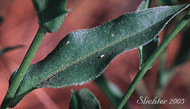 Stem leaf with ciliate margins of Aspen Fleabane, Showy Daisy, Showy Fleabane, Splendid Fleabane, Threenerve Fleabane: Erigeron speciosus (Synonyms: Erigeron conspicuus, Erigeron macranthus, Erigeron speciosus var. conspicuus, Erigeron speciosus var. macranthus, Erigeron speciosus var. speciosus, Erigeron speciosus var. typicus, Erigeron subtrinervis, Erigeron subtrinervis ssp. conspicuus, Erigeron subtrinervis var. conspicuus, Stenactis speciosa)