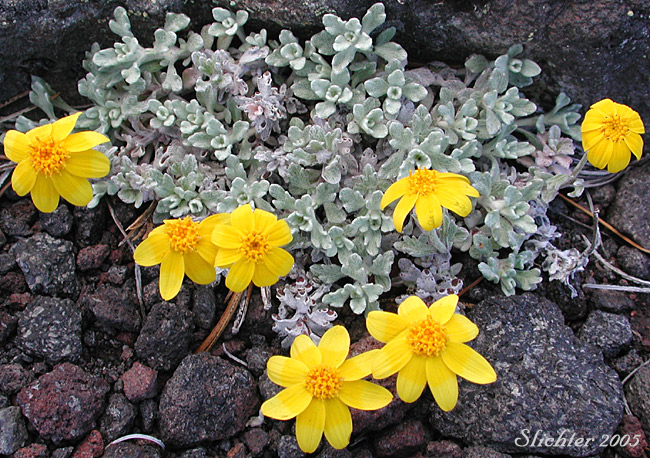 Common Eriophyllum, Common Woolly Sunflower, Oregon Sunshine, Woolly Sunflower: Eriophyllum lanatum var. integrifolium (Synonyms: Eriophyllum integrifolium, Eriophyllum lanatum var. monoense)