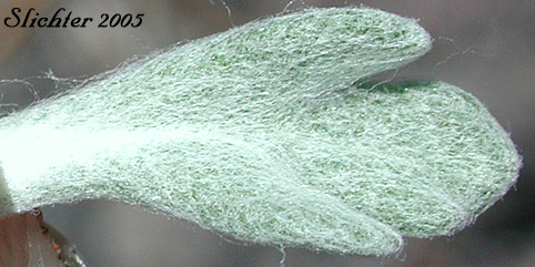 Leaf of Common Eriophyllum, Common Woolly Sunflower, Oregon Sunshine, Woolly Sunflower: Eriophyllum lanatum var. integrifolium (Synonyms: Eriophyllum integrifolium, Eriophyllum lanatum var. monoense)