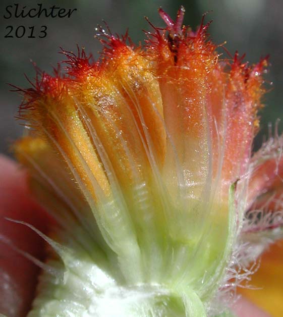 Blanket Flower, Common Gaillardia, Great-flowered Gaillardia: Gaillardia aristata