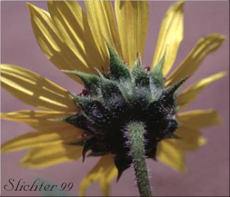 Involucral bracts of Common Sunflower: Helianthus annuus (Synonym: Helianthus annuus ssp. lenticularis)